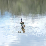 Entry image for Stay in line!