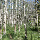 Entry image for Where's the trail?