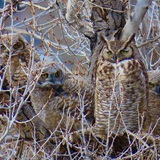 Entry image for Nesting Great Horned Owls 