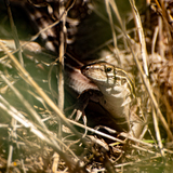 Entry image for They're Watching Us