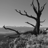 Entry image for Bristlecone Skeleton Frames 14ers