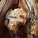 Entry image for Bristlecone History in Grain