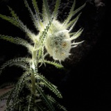 Entry image for Insects Invade a Funky Thistle at 12,000ft