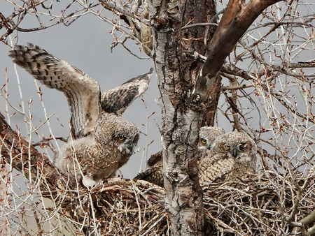 Entry image for Immature great horned owls at the nest. Clicking this image will show a larger photo