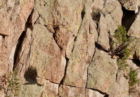Entry image for Golden Eagle leaving the nest. Clicking this image will show a larger photo