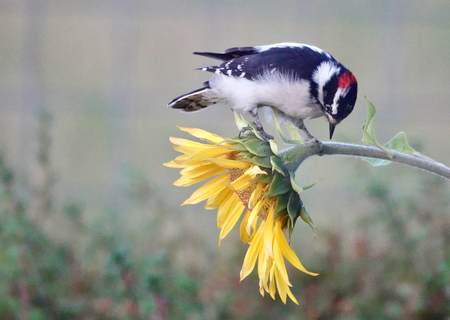 Entry image for Downey woodpecker looking for insects on sunflower. Clicking this image will show a larger photo