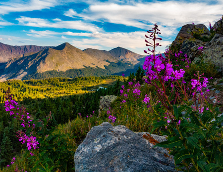 Entry image for Fireweed Summer View. Clicking this image will show a larger photo