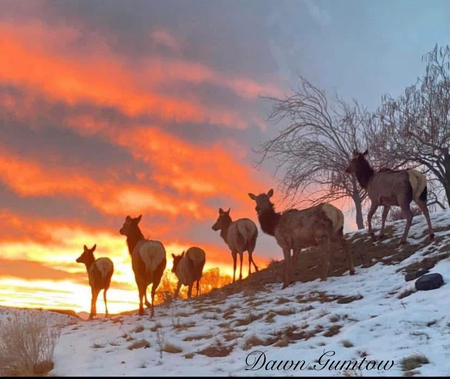 Entry image for Where the sunset meets the wild. Clicking this image will show a larger photo