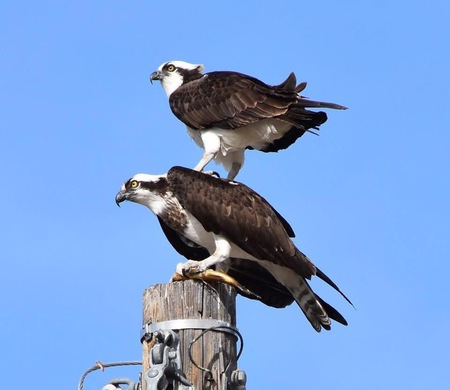 Entry image for Osprey Fighting Over Trout. Clicking this image will show a larger photo