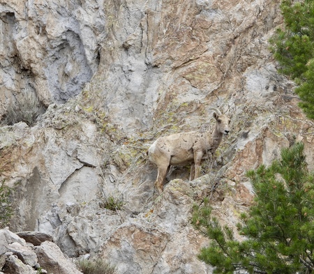Entry image for Camouflage Is For Real!. Clicking this image will show a larger photo