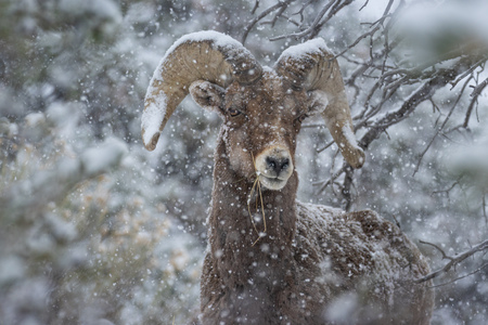 Entry image for Snowy sheep. Clicking this image will show a larger photo