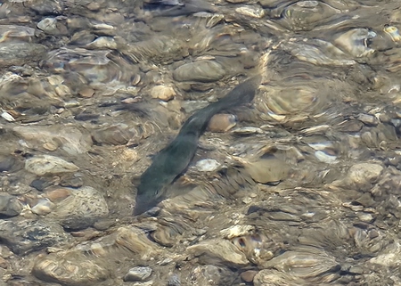 Entry image for Something Fishy. Clicking this image will show a larger photo