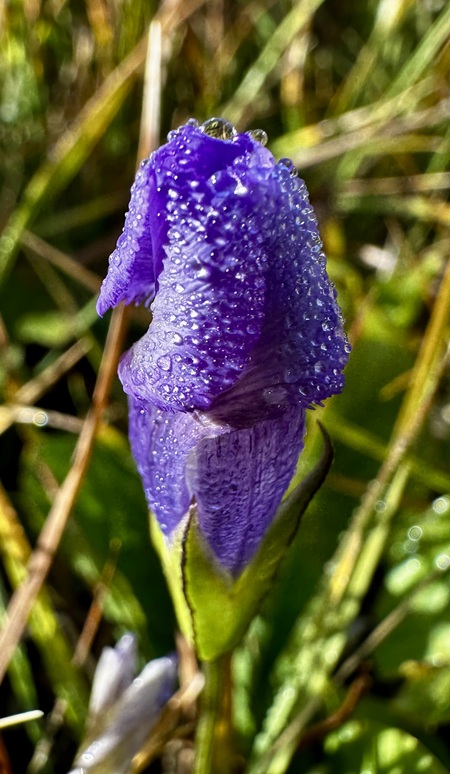 Entry image for Purple Passion. Clicking this image will show a larger photo