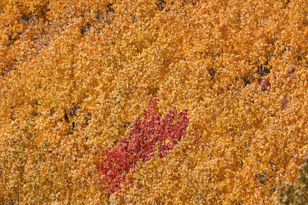 Entry image for Interlopers. Clicking this image will show a larger photo