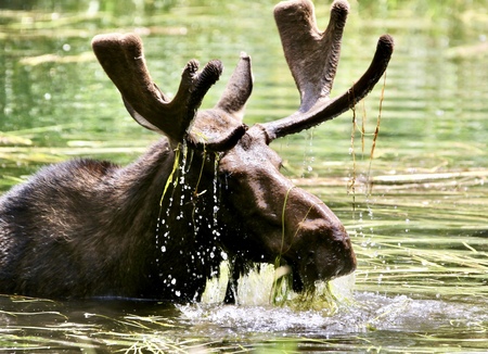 Entry image for Moose Munch. Clicking this image will show a larger photo