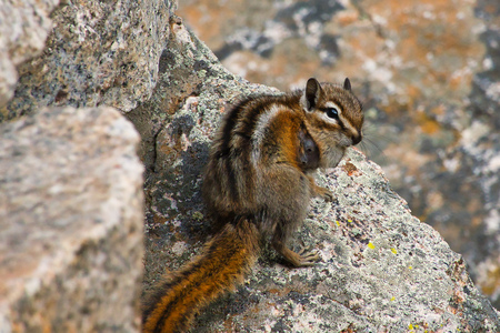 Entry image for Cheeky Chipmunk. Clicking this image will show a larger photo