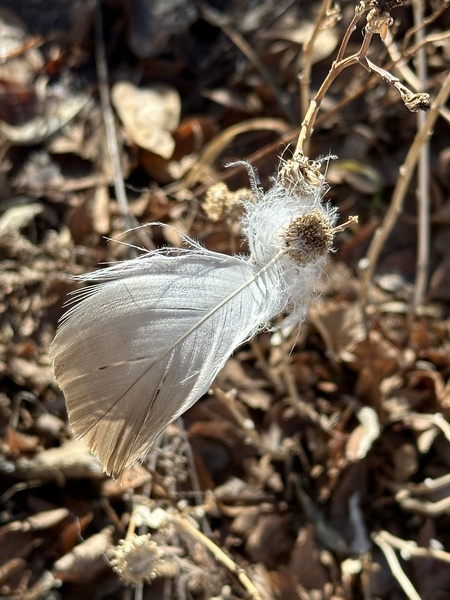 Entry image for Fall Flight. Clicking this image will show a larger photo