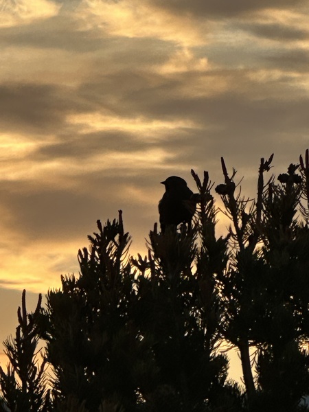 Entry image for Watching Summer's Eve. Clicking this image will show a larger photo