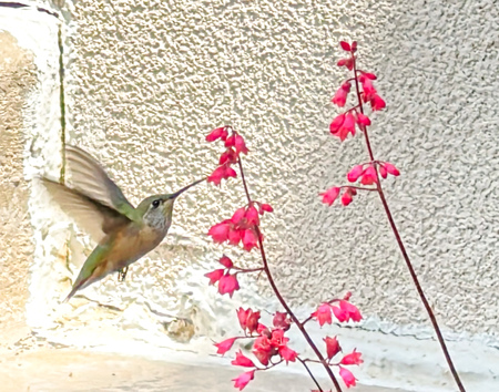 Entry image for Hungry Hummer. Clicking this image will show a larger photo