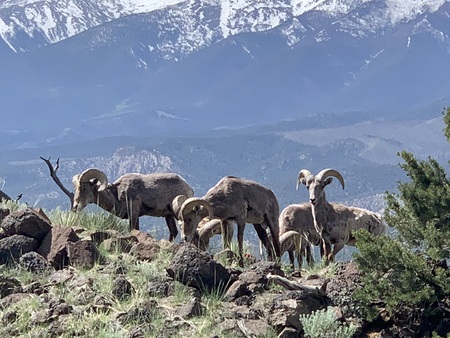 Entry image for Sheep on S Mountain. Clicking this image will show a larger photo