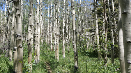 Entry image for Where's the trail?. Clicking this image will show a larger photo