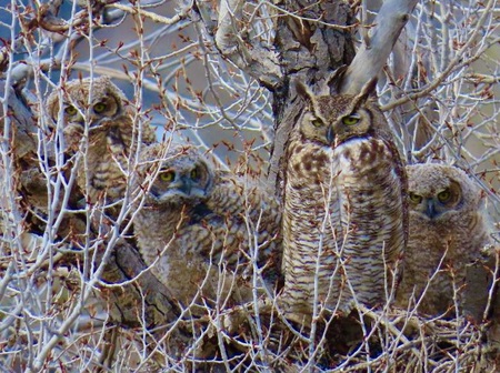 Entry image for Nesting Great Horned Owls . Clicking this image will show a larger photo