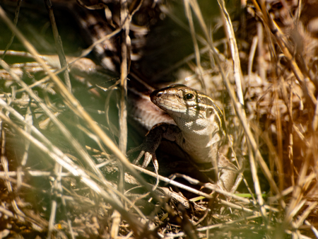 Entry image for They're Watching Us. Clicking this image will show a larger photo