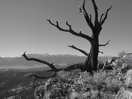 Entry image for Bristlecone Skeleton Frames 14ers. Clicking this image will show a larger photo