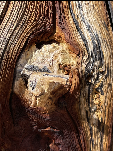 Entry image for Bristlecone History in Grain. Clicking this image will show a larger photo