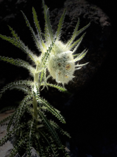 Entry image for Insects Invade a Funky Thistle at 12,000ft. Clicking this image will show a larger photo