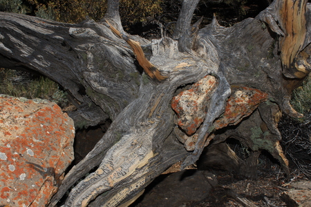 Entry image for Bristlecone root captured a rock 500 years ago. Clicking this image will show a larger photo