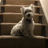 Entry image for Piper