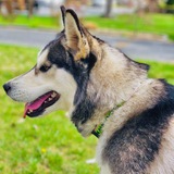 Entry image for Kiara (Kiki)