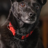 Entry image for Ryder