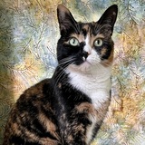 Entry image for Layla