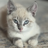 Entry image for Aspen