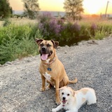 Entry image for Rolo and Dolly