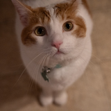 Entry image for Crumb