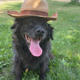 Entry image for Kona