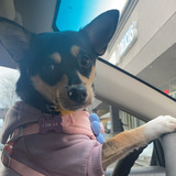 Entry image for Chicle