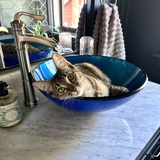 Entry image for Sophia Lilly