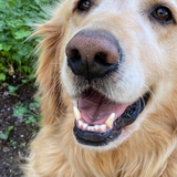 Entry image for Charlie