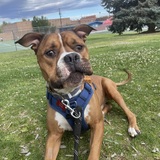 Entry image for Pooh Bear