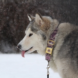 Entry image for Gracie 