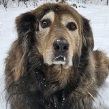 Entry image for Bogart