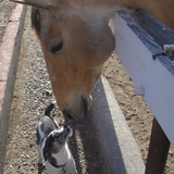 Entry image for Pooki and Ziggy