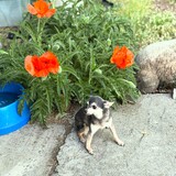 Entry image for Rosie