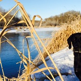 Entry image for Marlin