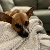 Entry image for Poppy