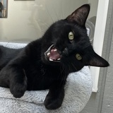 Entry image for JackJack 